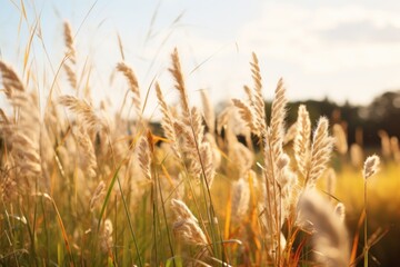 Canvas Print - Wild flower countryside summer grass landscape outdoors.