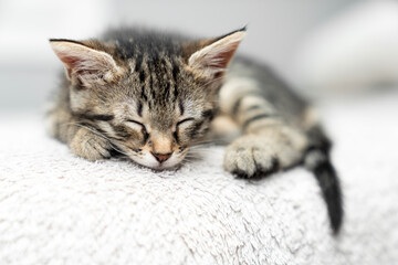 cute kitten tabby cat sleeping, resting, relaxing, looking on top of a bed. Cat sleep calm relax. Close up of the muzzle of a sleeping cat with closed and open eyes. Pets friendly and care concept.