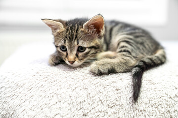 cute kitten tabby cat sleeping, resting, relaxing, looking on top of a bed. Cat sleep calm relax. Close up of the muzzle of a sleeping cat with closed and open eyes. Pets friendly and care concept.