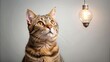 © Sujid - Playful tabby cat with a lightbulb above its head, idea, inspiration, creativity, cute, animal, pet, feline