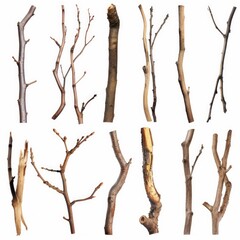 Sticks. Collection of Isolated Natural Tree Branches and Twigs on Background