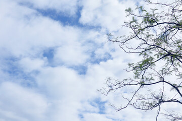 Wall Mural - tree branches on bright sky background