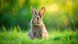 © Sujid - A fluffy brown rabbit sitting in a lush green meadow, rabbit, animal, cute, fluffy, wild, forest, mammal, pet, grass, ears, nature