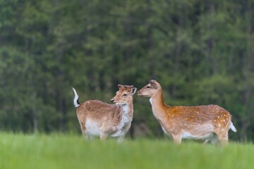 Wall Mural - Two male fallow deer grazing on the meadow near the forest. Dama dama