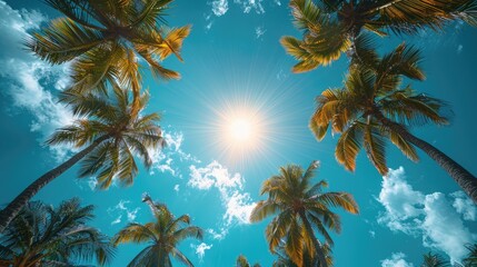 Wall Mural - A sunny tropical background with palm trees and a blue sky. A view from below