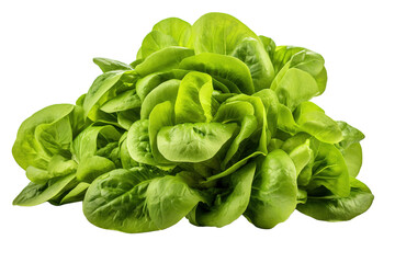 Wall Mural - A Lush Bouquet of Crisp Green Butter Lettuce on a White or Clear Surface PNG Transparent Background.