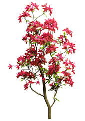 Canvas Print - 3D Rendering Deciduous Azalea on White