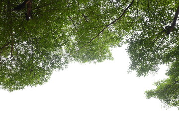 Wall Mural - big tree with green leaf on white sky in springtime