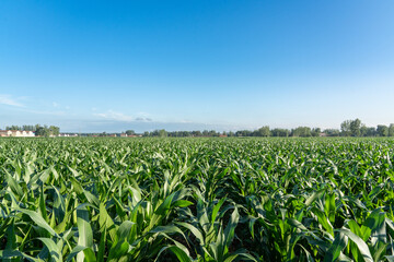 Wall Mural - Green corn field with blue sky background.