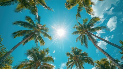 Wall Mural - A sunny tropical background with palm trees and a blue sky. A view from below