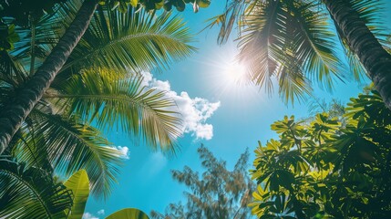 Sticker - A sunny tropical background with palm trees and a blue sky. A view from below