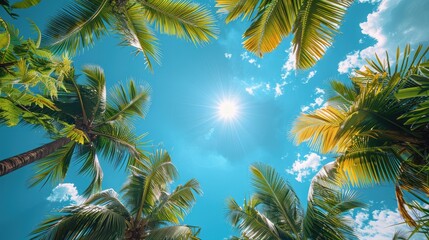 A sunny tropical background with palm trees and a blue sky. A view from below