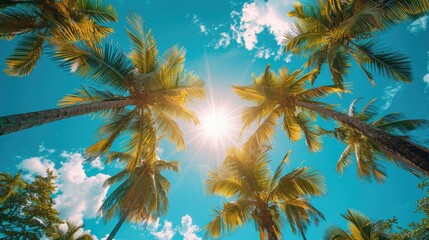 Wall Mural - A sunny tropical background with palm trees and a blue sky. A view from below. High quality photo