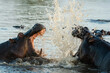 © robertharding - Hippopotamuses (Hippopotamus amphibius) in the river Khwai, Okavango Delta, Botswana, Africa