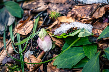 Valbruna and Val Saisera at the end of winter. Between the snow and the first flowers of the new season