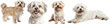 © Flowal93 - Adorable Maltese Dogs in Various Poses on Transparent Background - Standing, Portrait, Sitting and Lying