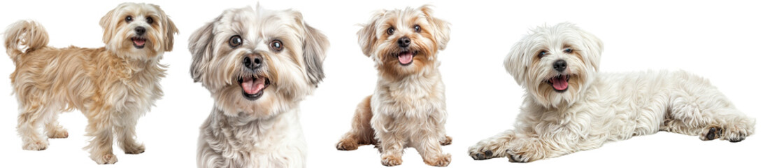 Wall Mural - Adorable Maltese Dogs in Various Poses on Transparent Background - Standing, Portrait, Sitting and Lying