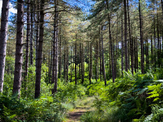 Woodbury Common woods in Devon, UK