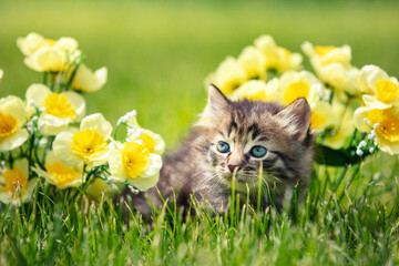 Wall Mural - Little kitten sitting on the grass with flowers in the  summer garden