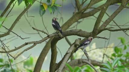 Wall Mural - chestnut cheeked starling on a tree