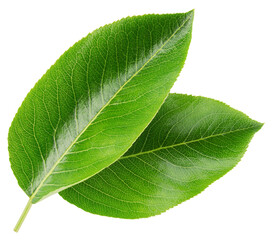 Poster - Pear leaf isolated png. Green pear leaves on transparent background. PNG format. Pear leaf with no background. Full depth of field.