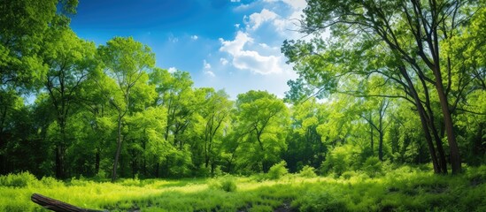Poster - A verdant forest with lush green leaves against a backdrop of a clear blue sky, creating a vibrant summer scene with ample copy space image.