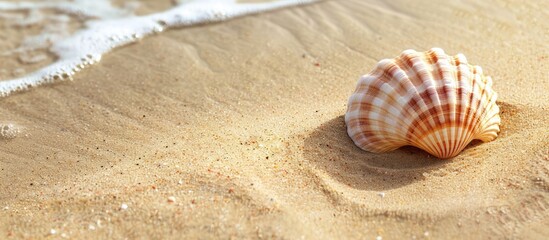 Sticker - Seashell on the sandy shore with copy space image available.