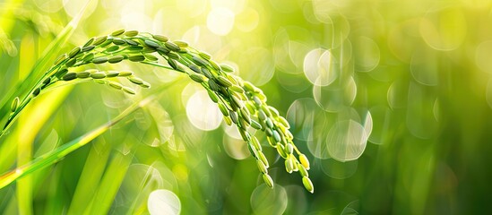 Poster - A green rice plant serves as the backdrop for a copy space image or wallpaper.