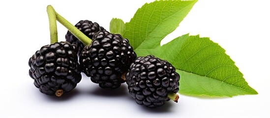 Poster - Indian Mulberry fruit known as Noni, displayed against a white backdrop with ample copy space image.