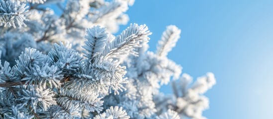 Wall Mural - A Christmas tree's frost-covered branches on a cold, sunny day create a beautiful winter background with copy space image.