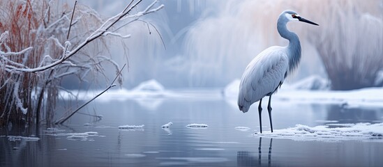 Poster - Grus japonensis in a winter setting with a natural snowy backdrop, creating a serene and peaceful atmosphere for the observer, with ample space for customizable text or graphics.
