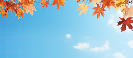 Leinwandbilder - Autumn maple leaves against a bright blue sky on a sunny day with room for text or other images (copy space image).
