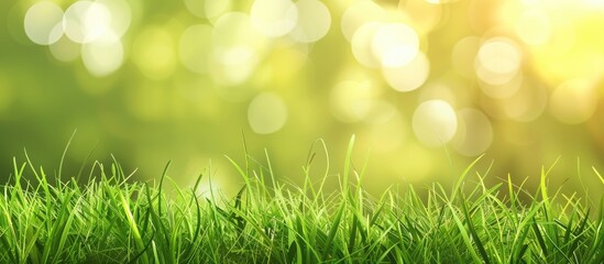 Poster - Green grass background with copy space image.