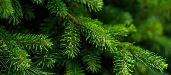 Wall Mural - Close-up view of the spruce's lush green needles, with a copy space image.