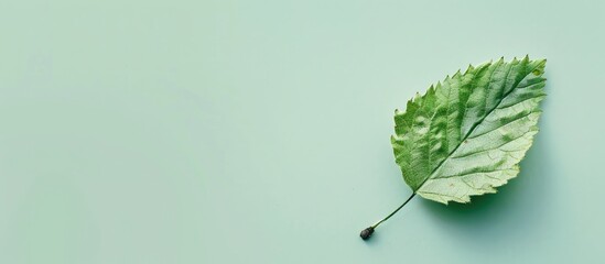 Poster - A small birch leaf set against a light green backdrop with copy space image.