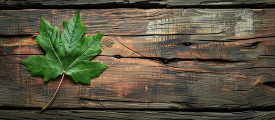 Aufkleber - Vintage wooden background with a green maple leaf and ample copy space image.