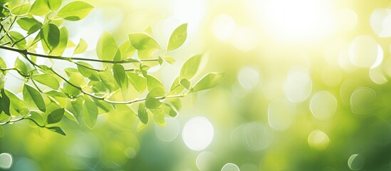 Aufkleber - Bright summer sunlight creates an abstract blurred foliage bokeh background, ideal for a copy space image.