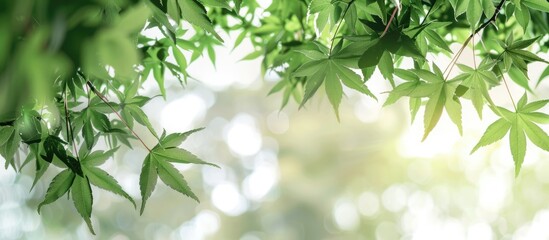 Poster - Fresh green Japanese maple leaves in a setting with copy space image.