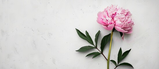 Aufkleber - Pink peony with green leaves against a white backdrop emphasizing the copy space image.