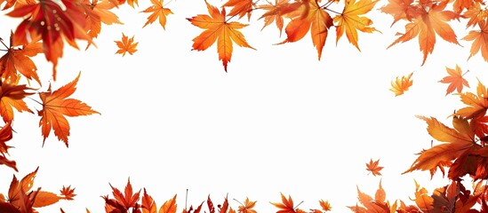 Poster - Autumn maple leaves create a frame around a copy space image on a white backdrop.