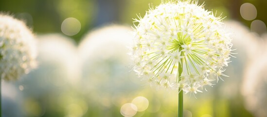 Poster - a large flowering garden onion captured with a cream background in the sunlight, with a generous amo