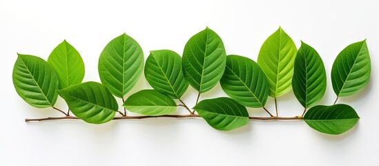 Aufkleber - Green foliage backdrop with a branch of Kratom leaves on a white isolated background, ideal for a copy space image.