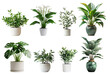 © Prompt2image - A variety of indoor plants are displayed in white and green pots, set against a plain white background. The plants include a peace lily, a monstera, a ficus, and others