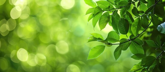 Poster - Fresh foliage on a tree branch in the woods with copy space image.