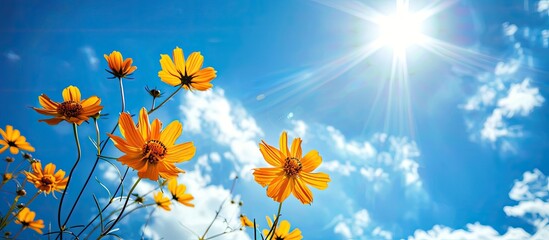 Canvas Print - Beautiful nature featuring a vivid and fresh pattern design of yellow flowers against a bright and colorful blue sky background, ideal for a copy space image.