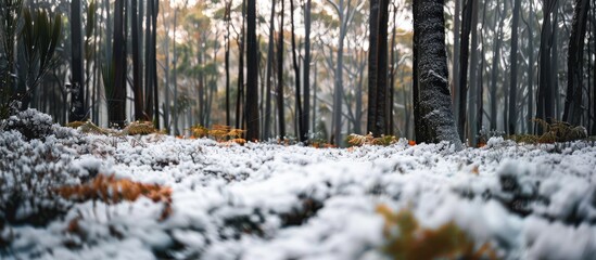 Leinwandbilder - Stunning macro-photography captures the winter forest floor in Northern Tasmania, featuring a tranquil landscape with abundant flora and a snow-covered terrain, with an inviting copy space image.