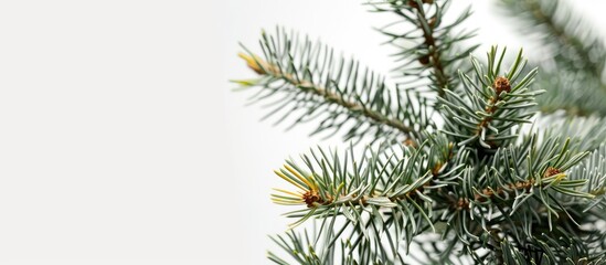 Sticker - Close-up view of spiky green and yellow pine tree branches against a white backdrop with ample room for additional text or graphics in the image.