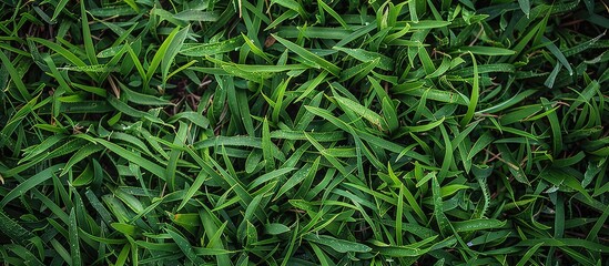 Poster - Texture of lush green grass as a background with ample copy space image.