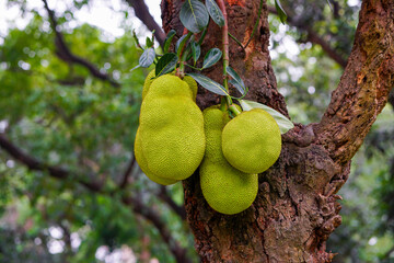 Green raw jackfruits hanging on tree