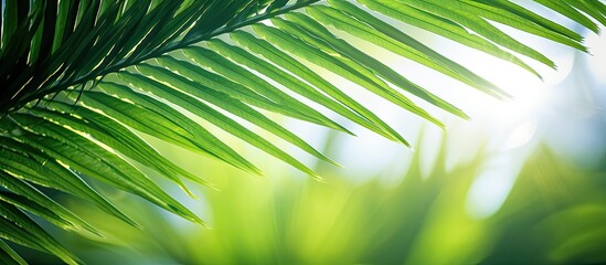 Poster - Coconut leaves in natural greenery under sunlight; perfect for a background with copy space image.